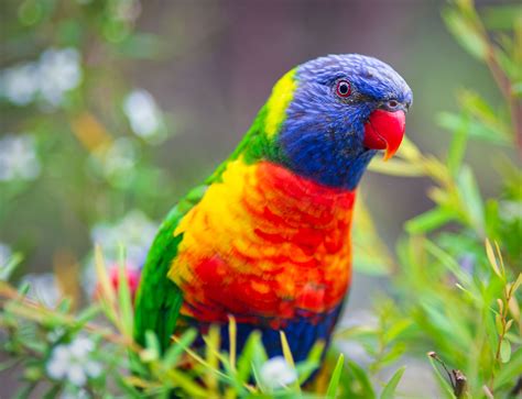 8 Best Medium-Sized Pet Bird Species