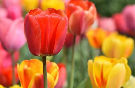 10 Fun Facts About Tulips | 1800Flowers Petal Talk