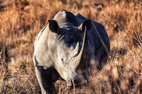 White African Rhino stock image. Image of environment - 181365719