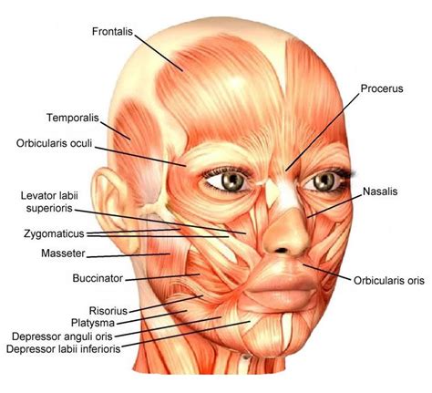 Facial Muscles : Attachment, Nerve Supply & Action - Anatomy Info