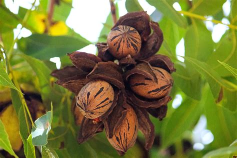 The Complete Guide on How To Plant & Care for Pecan Trees