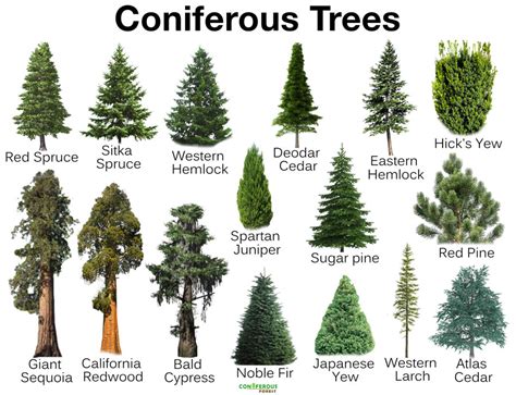 Coniferous Trees: Majestic Evergreens that Define Our Ecosystems