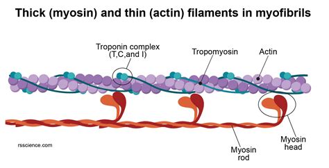 Cytoskeleton - the muscle and the bone of a cell - definition ...