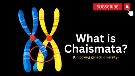 Exploring Chiasmata and Genetic Crossroads, The Power of Chiasmata in ...