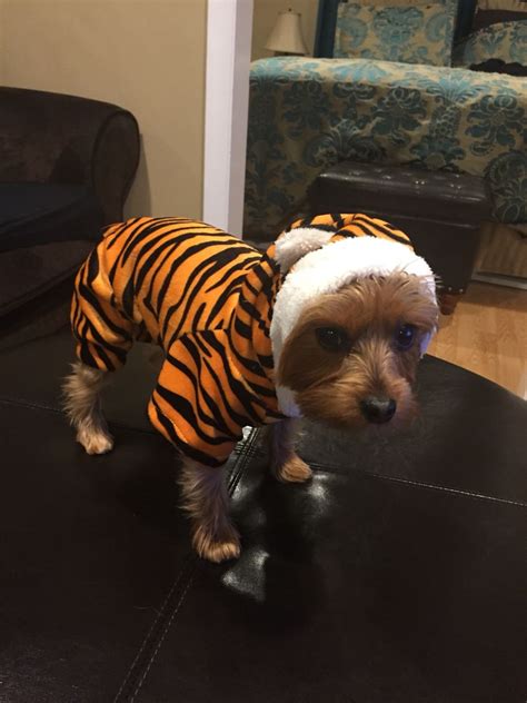 Rajah from Aladdin! Yorkie Halloween costume! | Dog costume, Halloween ...