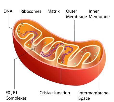 Ribosomes - Car Cell Analogy