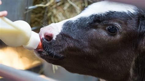 CALF MILK REPLACER IS THE REAL DEAL, HERE IS WHY - Whizzherald