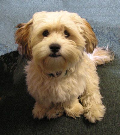 Yorkie Bichon (Bichon Frise, Yorkshire Terrier mix), Info, Pictures ...