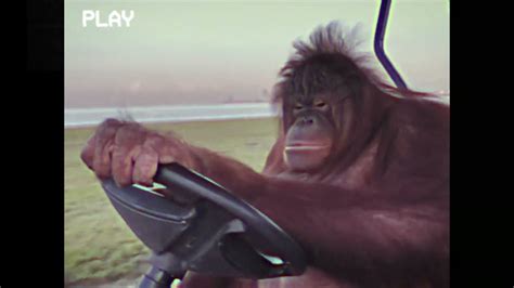 orangutan driving golf cart in the 80's - YouTube