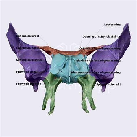 Sphenoid Bone Location Structure Function TeachMeAnatomy OFF 22320 ...