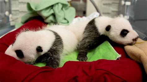 Zoo Atlanta Giant Panda Twins One Month Old Today | Midtown, GA Patch