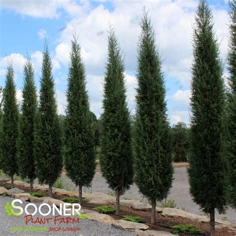 Taylor Juniper - Formal Style | Sooner Plant Farm