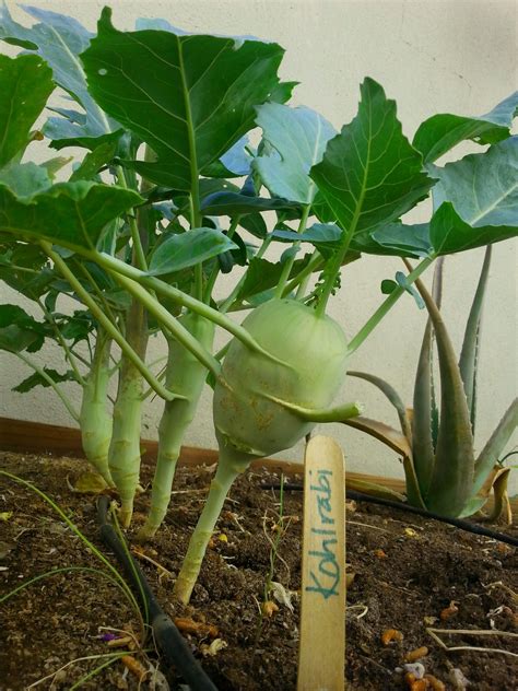 Kohlrabi When To Harvest - Angel Vegetable