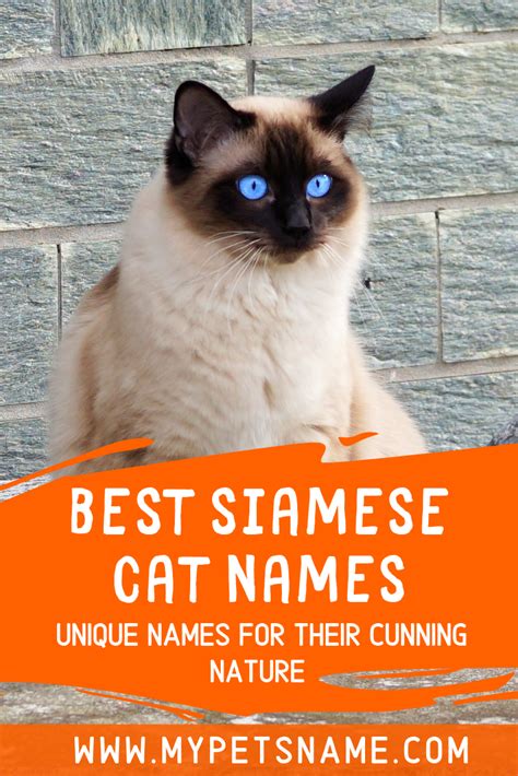 Elegant Siamese Cat Names