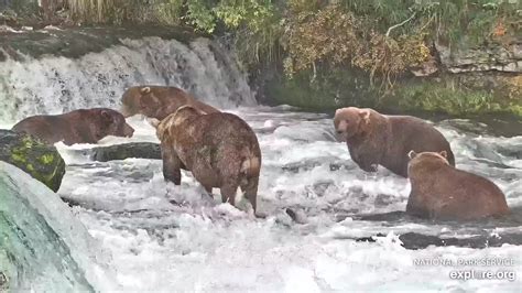 Brooks Falls Brown Bears Snapshot taken by Jopaws | Explore.org