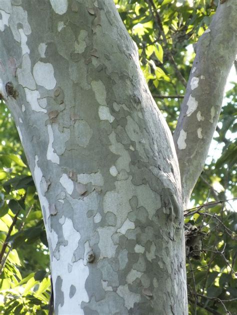 sycamore bark | Sycamore tree, Sycamore, Tree bark