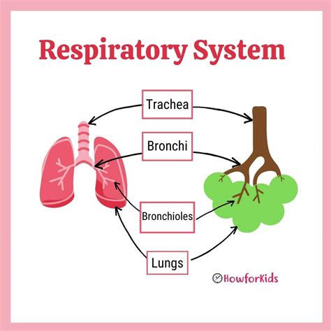 Respiratory System Diagram For Kids Simple