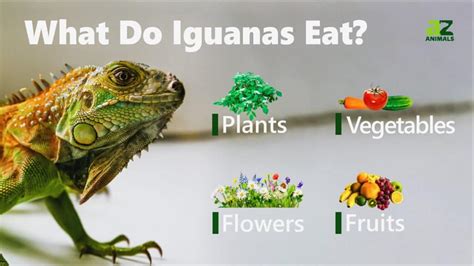 What Do Iguanas Eat? Their Diet Explained - A-Z Animals