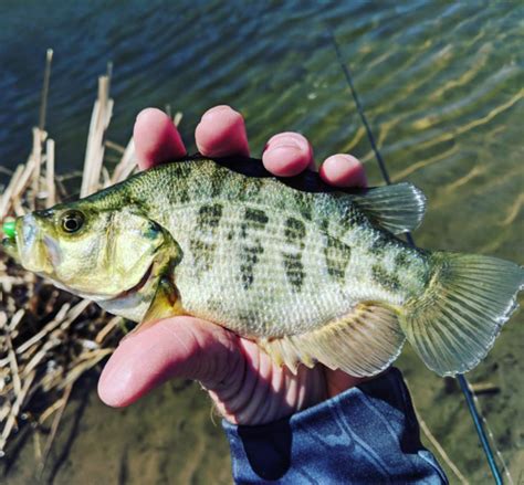 Test run of Sacramento perch dropped into San Diego County lake by DFW ...