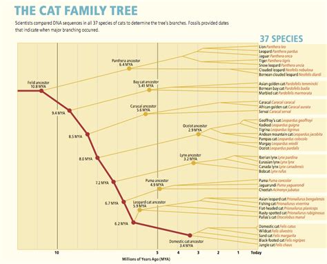 Felidae Evolution ~ Cat Family Tree ~ Wild Cat Family