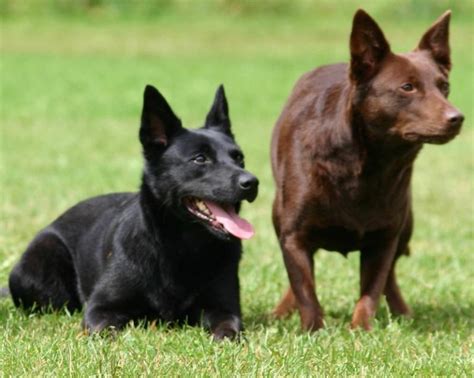 Australian Kelpie - Dog Breed Info, Images, Videos, FAQs