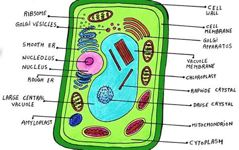 The Plant Cell Diagram - CBSE Class Notes Online - Classnotes123