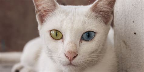 Scientists are Ьаffɩed by the list of the 26+ weirdest cats on the ...