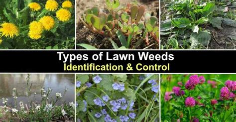 Types of Lawn Weeds (with Pictures): Identification and Control