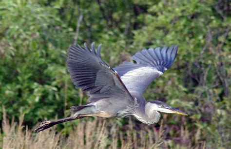 Great Blue Heron in flight in Northern Lower Michigan. Cheryl Lombard ...