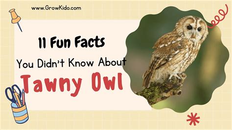 11 (New) Tawny Owl Facts You Didn't Know [Must Check #5] - YouTube