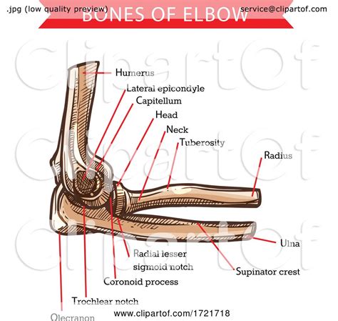 Elbow Anatomy Bones Human Anatomy Diagram Joints Anatomy Anatomy ...