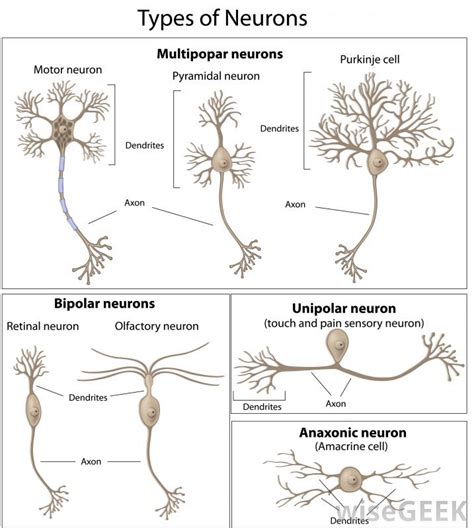 3 Neuron Types