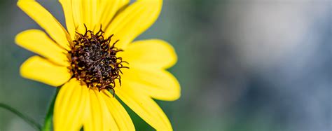 The Top 12 Groundcover Plants for Florida