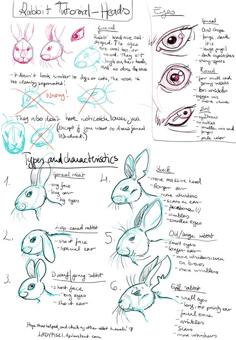 Rabbit Drawing tutorial pt1 - Characteristics by LadyFiszi on DeviantArt