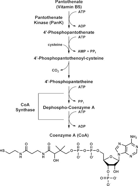 Quantification of Coenzyme A in Cells and Tissues | Protocol