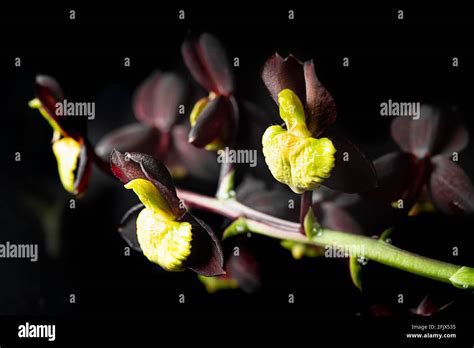 Orchid. Catasetum hybrid on black background. Catasetum tenebrosum. A ...