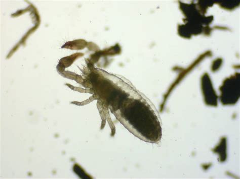 Pseudoscorpions