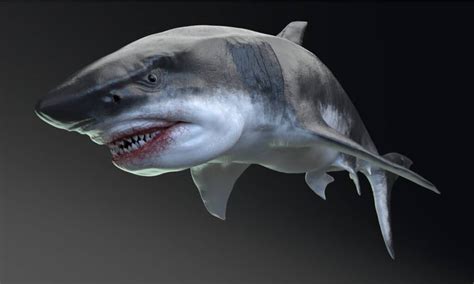 How Did the Megalodon Go Extinct? 4 Surprising Theories