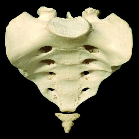 Sacrum - Learn Muscles