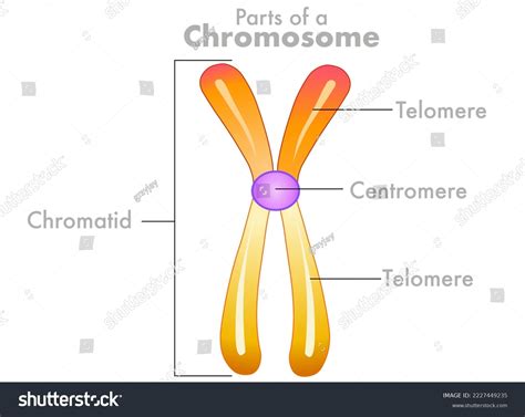 Centromere Structure