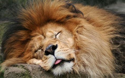 The color of a male lions mane varies from blond to black, generally ...