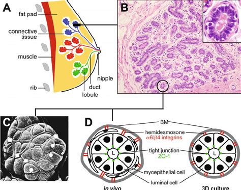 Mammary Gland Anatomy