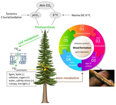 Plants | Free Full-Text | Recent Progresses in Stable Isotope Analysis ...