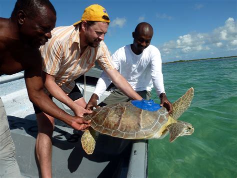 Talkin’ Turtles: the Politics of Sea Turtle Conservation | Hakai Magazine