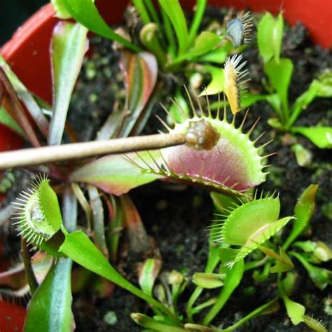 Feed a Venus flytrap - SNAP! - FlytrapCare.com