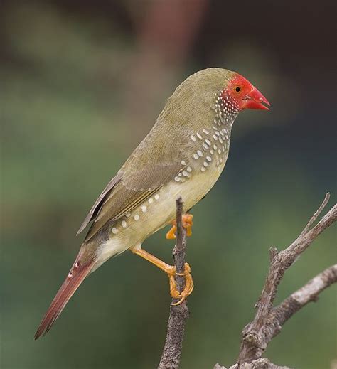 Unique Finches - the Top 5 Species for Those in Search of Something ...