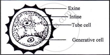 11+ Pollen Grain Diagram - AlanahLilianna