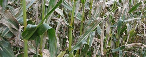 Agronomy Digest: Northern Corn Leaf Blight (NCLB) - Champion Seed