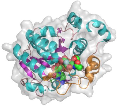 Glycosyltransferase Family 42 - CAZypedia