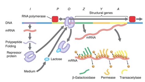 Which one is synonym to gene?A) ReconB) MutonC) CistronD) Genome